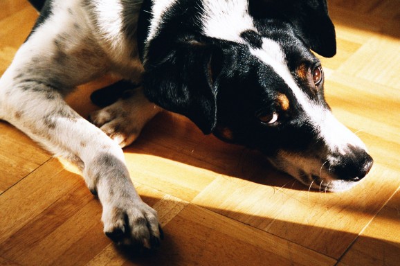 Seminar: Mein Hund hat Angst – was tun?