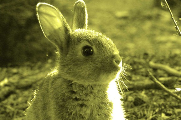 Neuer Impfstoff für Kaninchen gegen RHDV-2