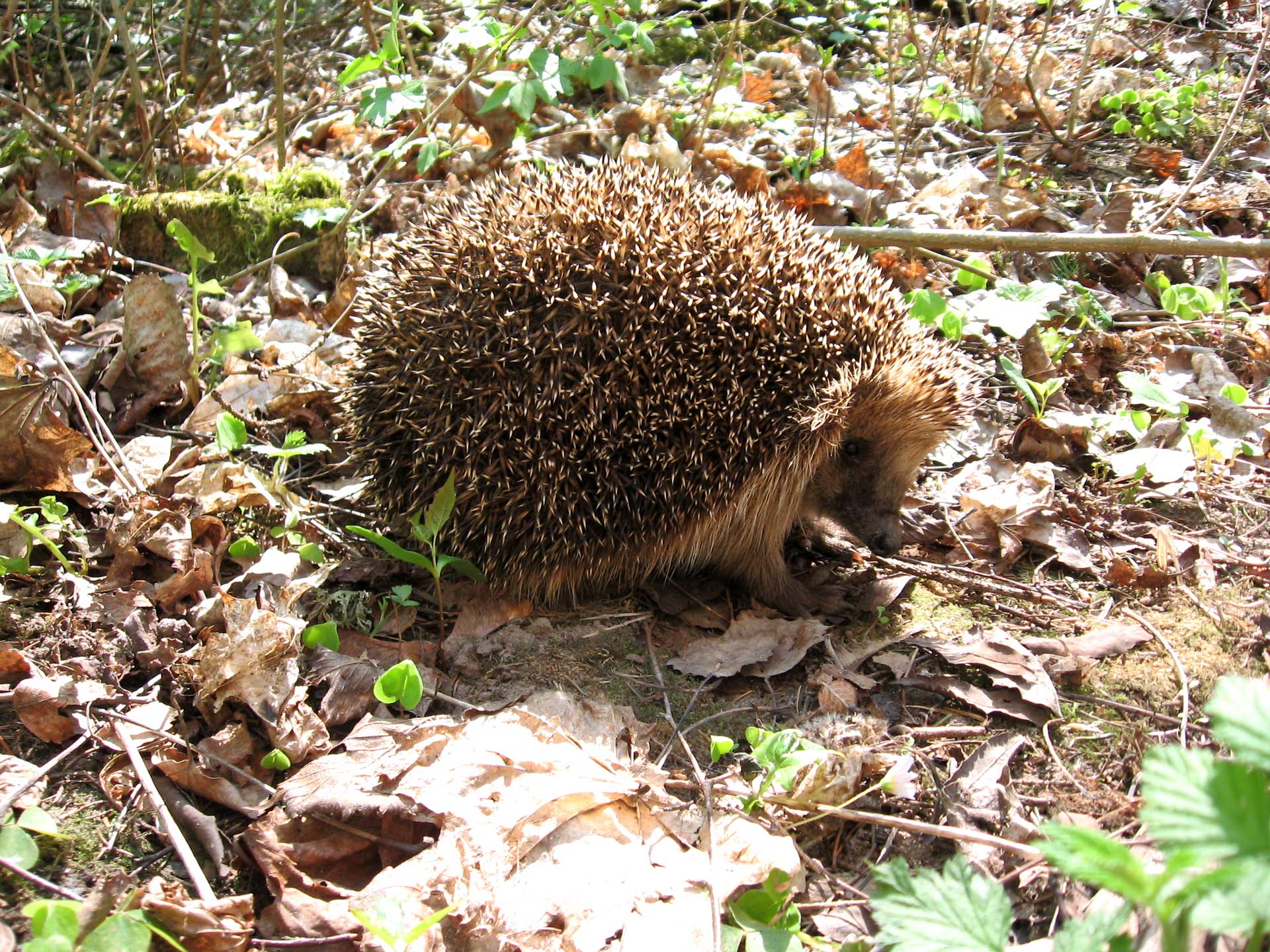 igel