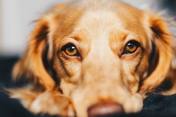 Liebe Tierbesitzer:innen