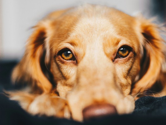 Liebe Tierbesitzer:innen